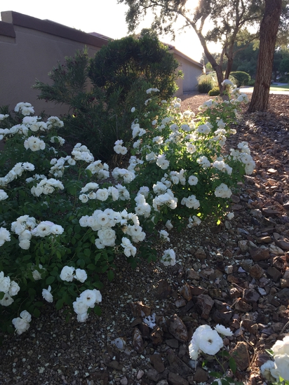 A bush of white flowers !