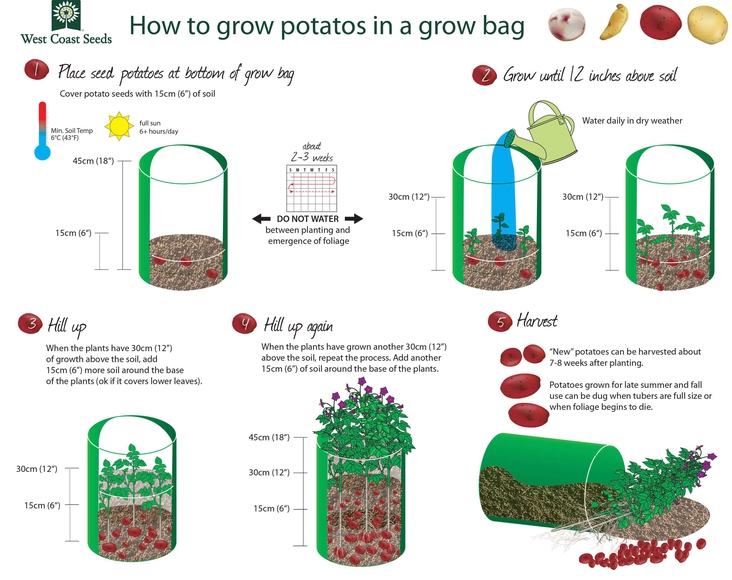 Food Production Series: Potatoes in a Bag