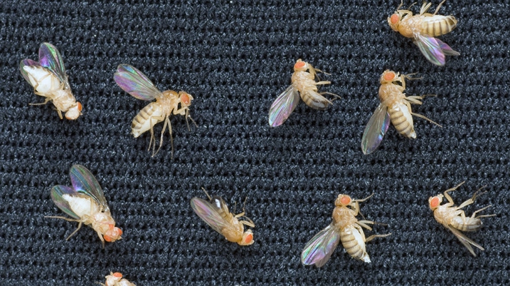 Why Fruit Flies Were the First Animals in Space
