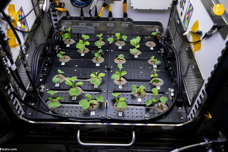 Planting radishes in space