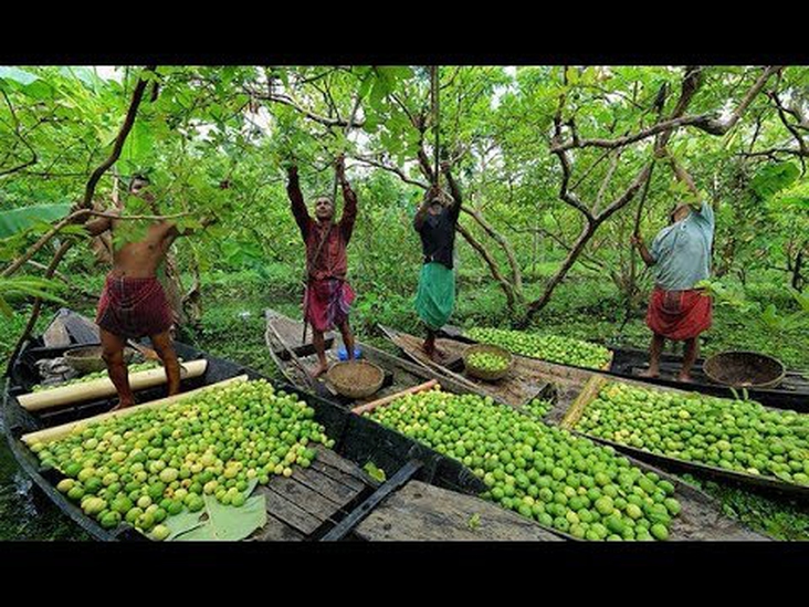 Floating Guava Marketing At Barisal In Bangladesh