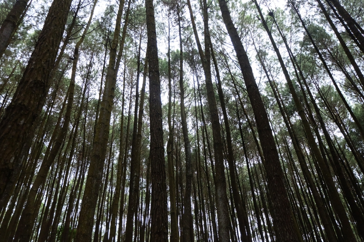 Pinus Forest