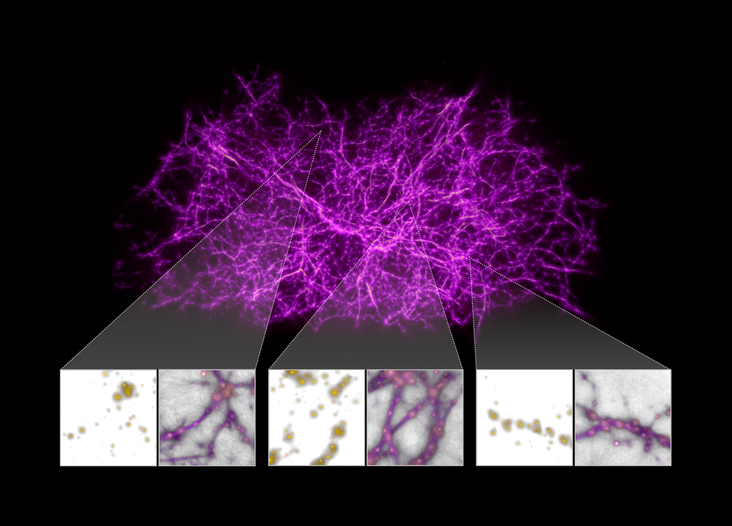 Slime Mold Simulations Used to Map Dark Matter Holding Universe Together.