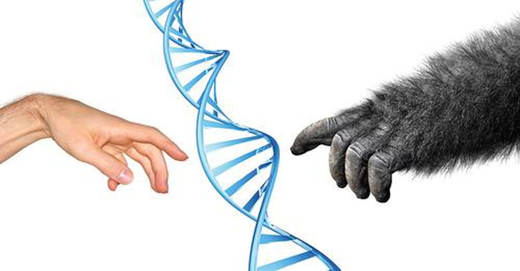 „Junk-DNA“ macht unser Gehirn typisch menschlich Nicht-codierende Abschnitte im Erbgut steuern unterschiedliche Hirnentwicklung bei Affe und Mensch