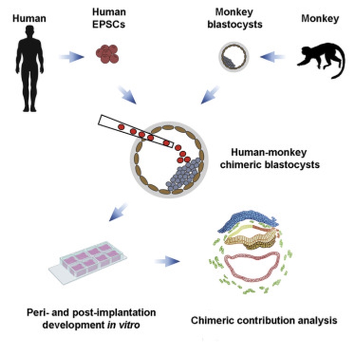 Part-human, part-monkey embryos grown in lab dishes