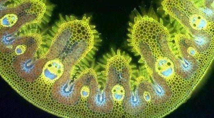 Coupe d'une plante grasse vue au microscope, les pores en forme de guguss permettent d'absorber l'eau....signature divine n'est ce pas