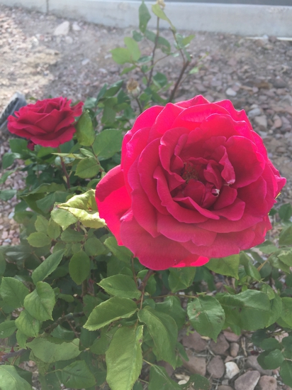 Desert red rose