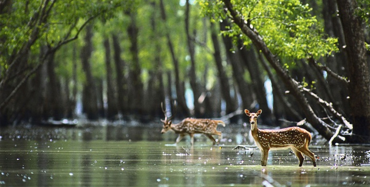 Sundarban In Bangladesh