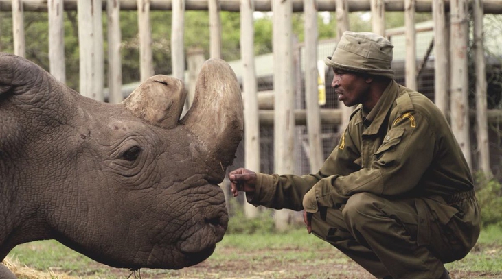 The World's Last Male Northern White Rhino Has Died