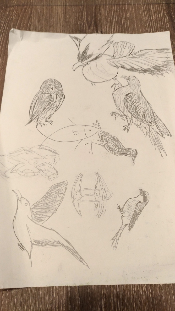 BIRDS 🐦
