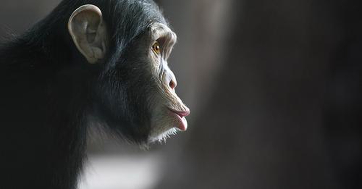 Diese Genschalter unterscheiden uns vom Affen Regulierende DNA-Abschnitte machten uns wahrscheinlich einst zum Menschen