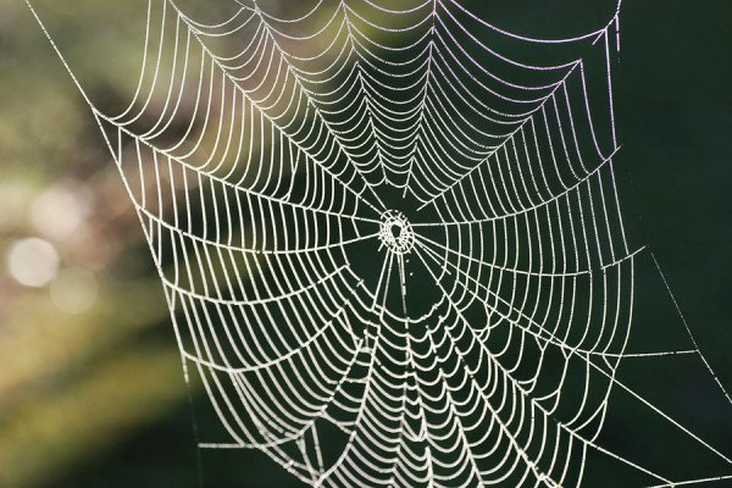 New protein found in strongest spider web material