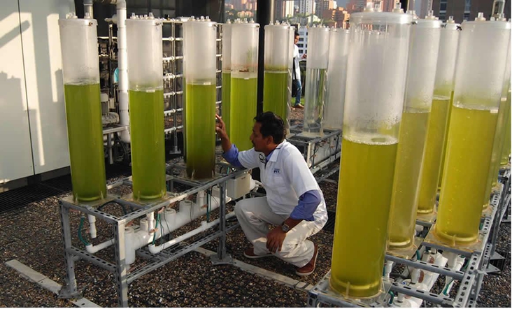 Biotechnologies from microalgae