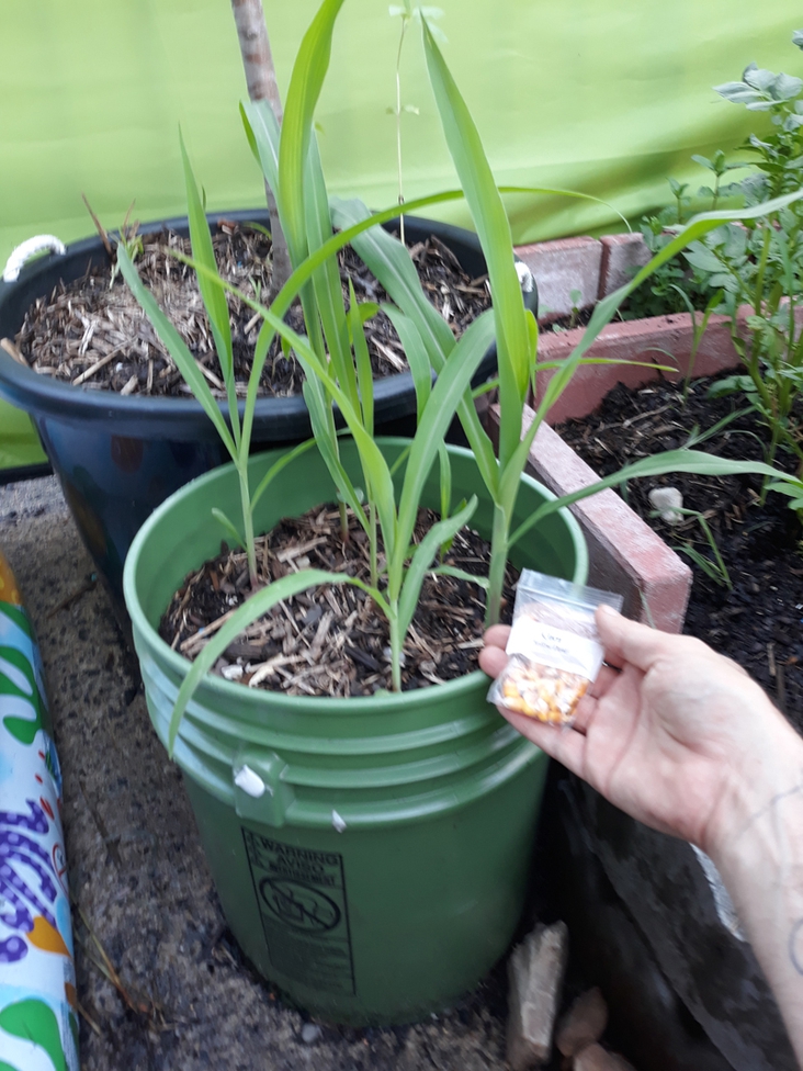 Food Production Series: Corn in a Bucket