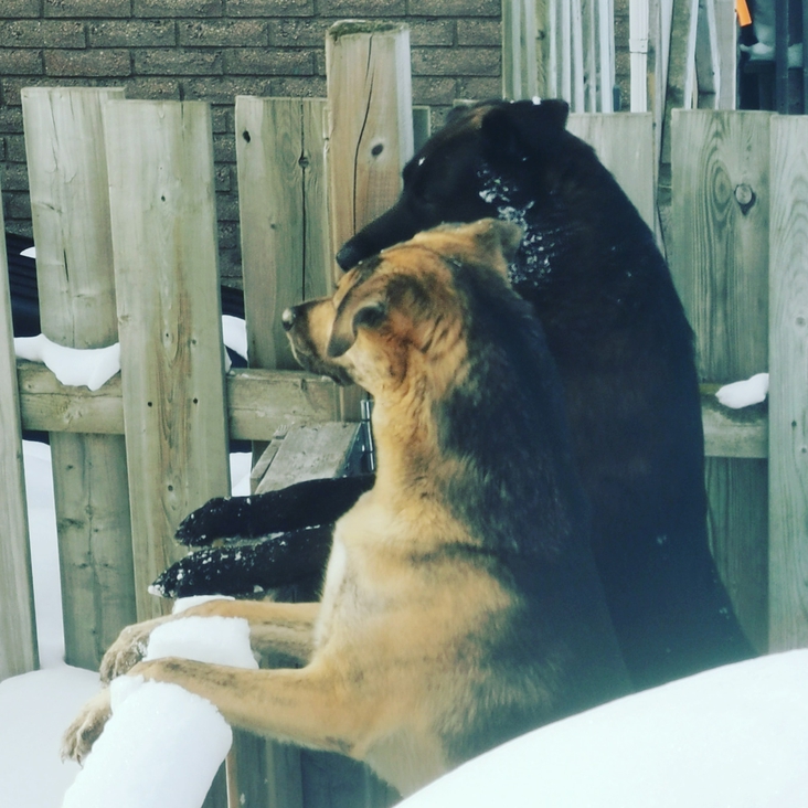 Odin and Maya the fearless