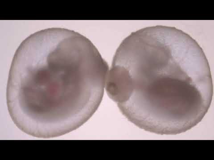 Advanced Mouse Embryos Grown Outside the Uterus