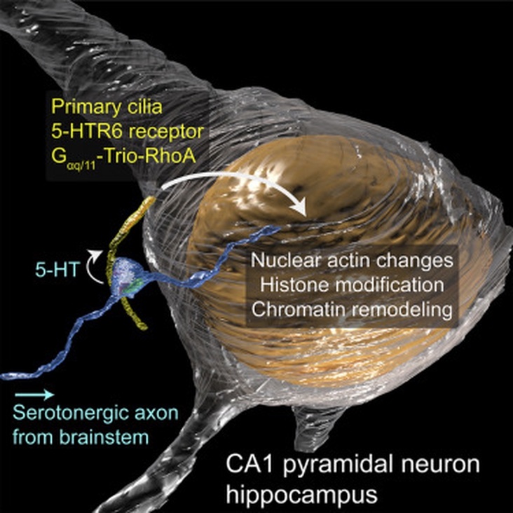 A serotonergic axon-cilium synapse drives nuclear signaling to alter chromatin accessibility