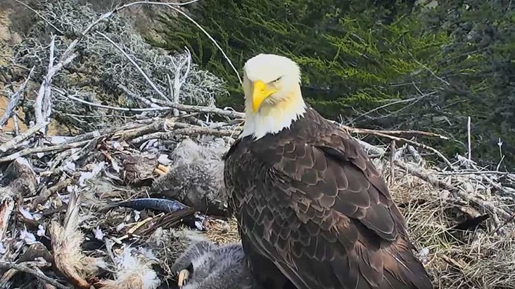 An eagle is frightened by an earthquake and abandons its chicks in the nest (but everything goes well)