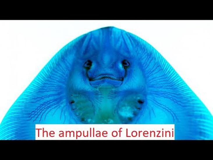 “Biomimicry”- sharks sixth Sense - The Ampullae of Lorenzini/electroreceptors !!
