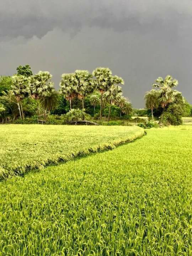 Our village in Bangladesh.