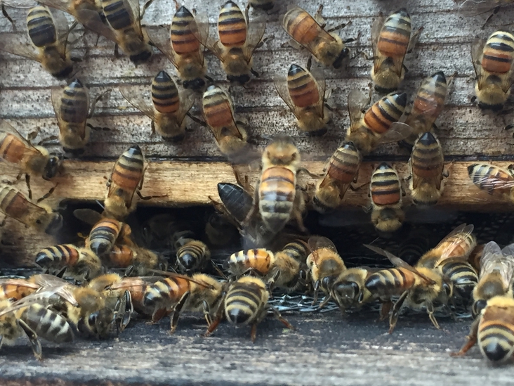 Honey Bee Researcher