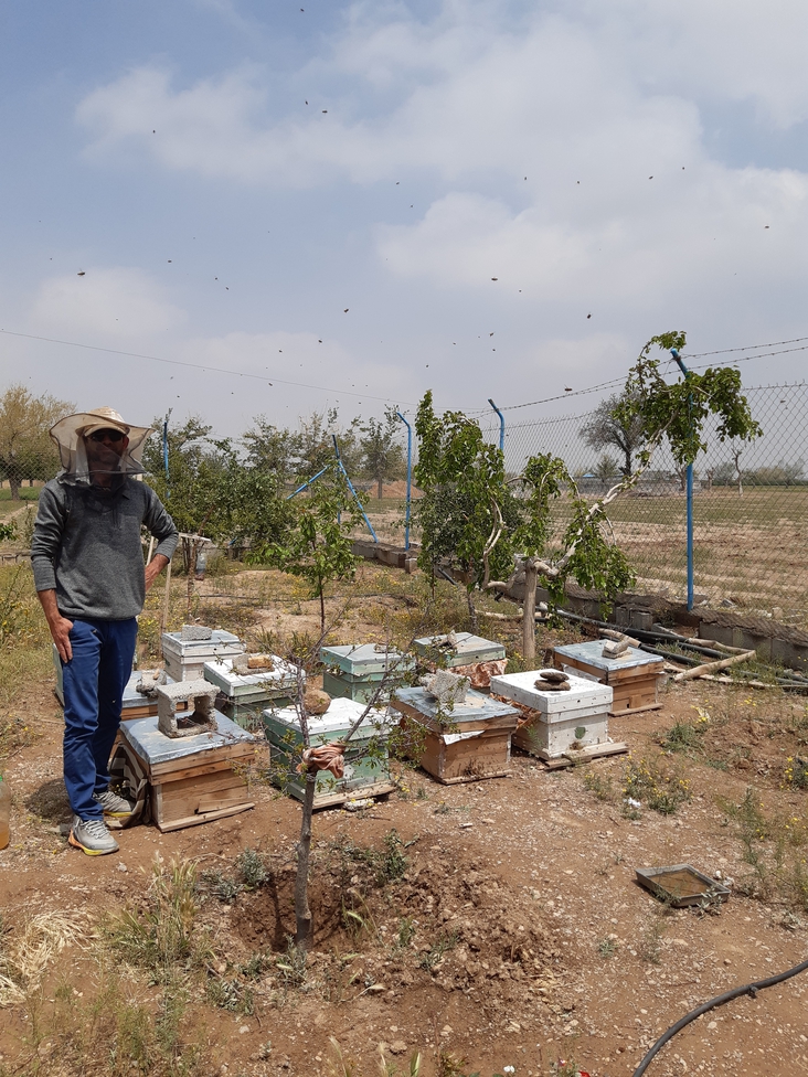 This is a small part of a working day in the apiary
