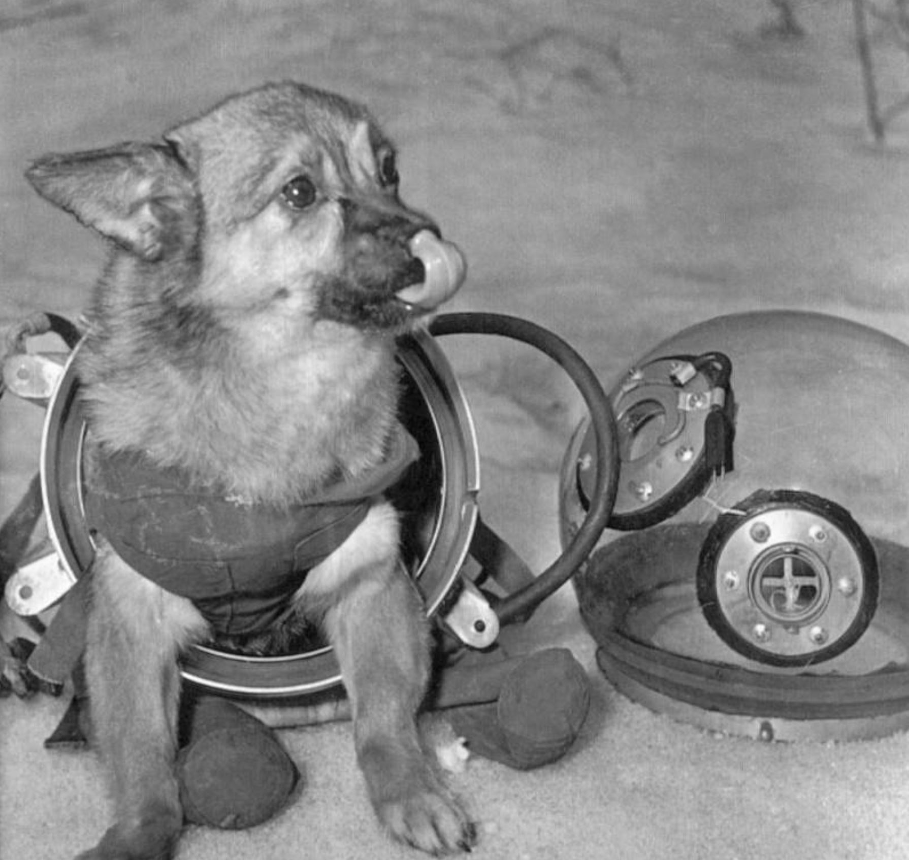 Какие собаки были в космосе первыми. Лайка 1957. Белка и стрелка собаки космонавты. Собаки белка и стрелка в скафандрах. Белка собака космонавт.