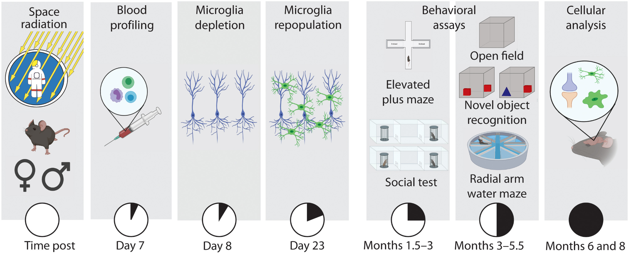 Brain Vs. Cosmic Rays: New Countermeasures 