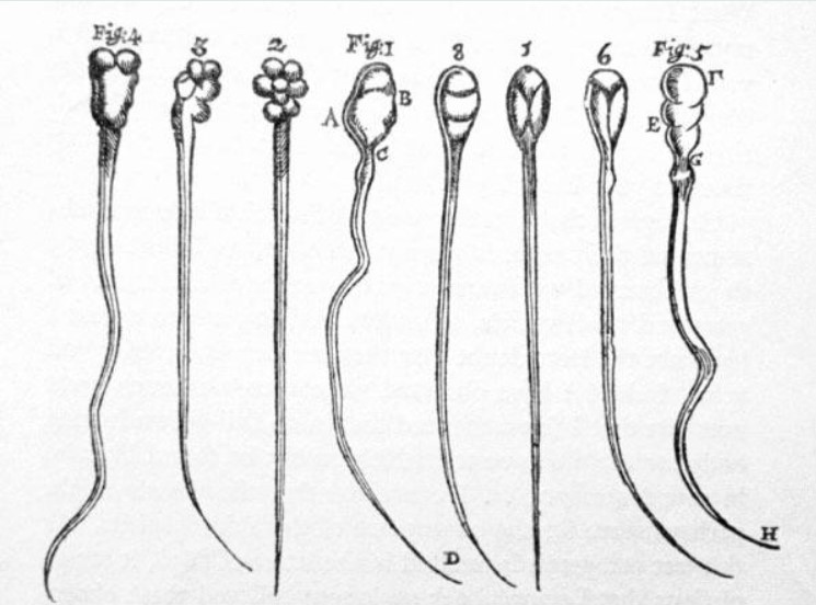Сперматозоиды в зарисовке Левенгука. Источник: sciencehistory.online/levenhoek-sperm